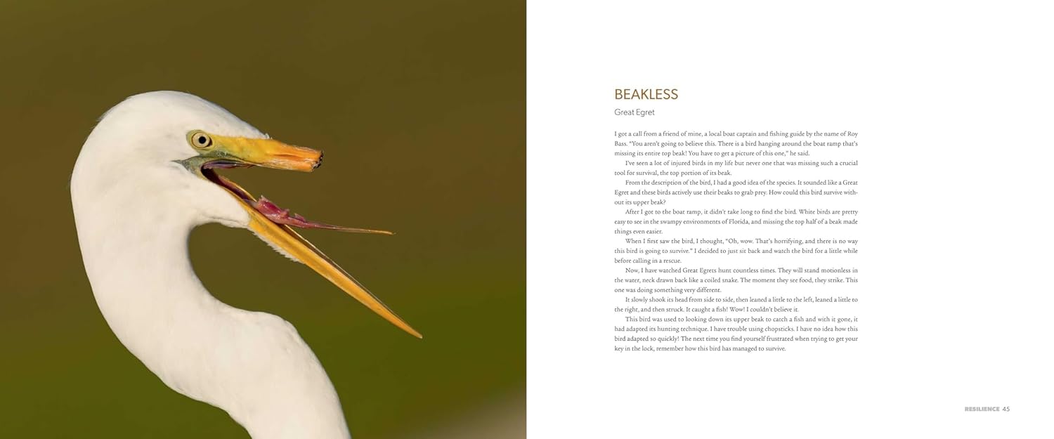 Spirit of Birds, Image 3