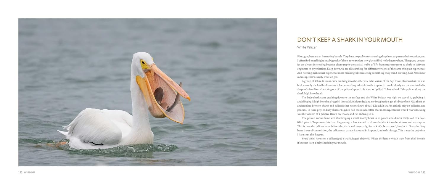 Spirit of Birds, Image 4