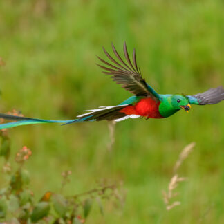 Resplendent Quetzal
