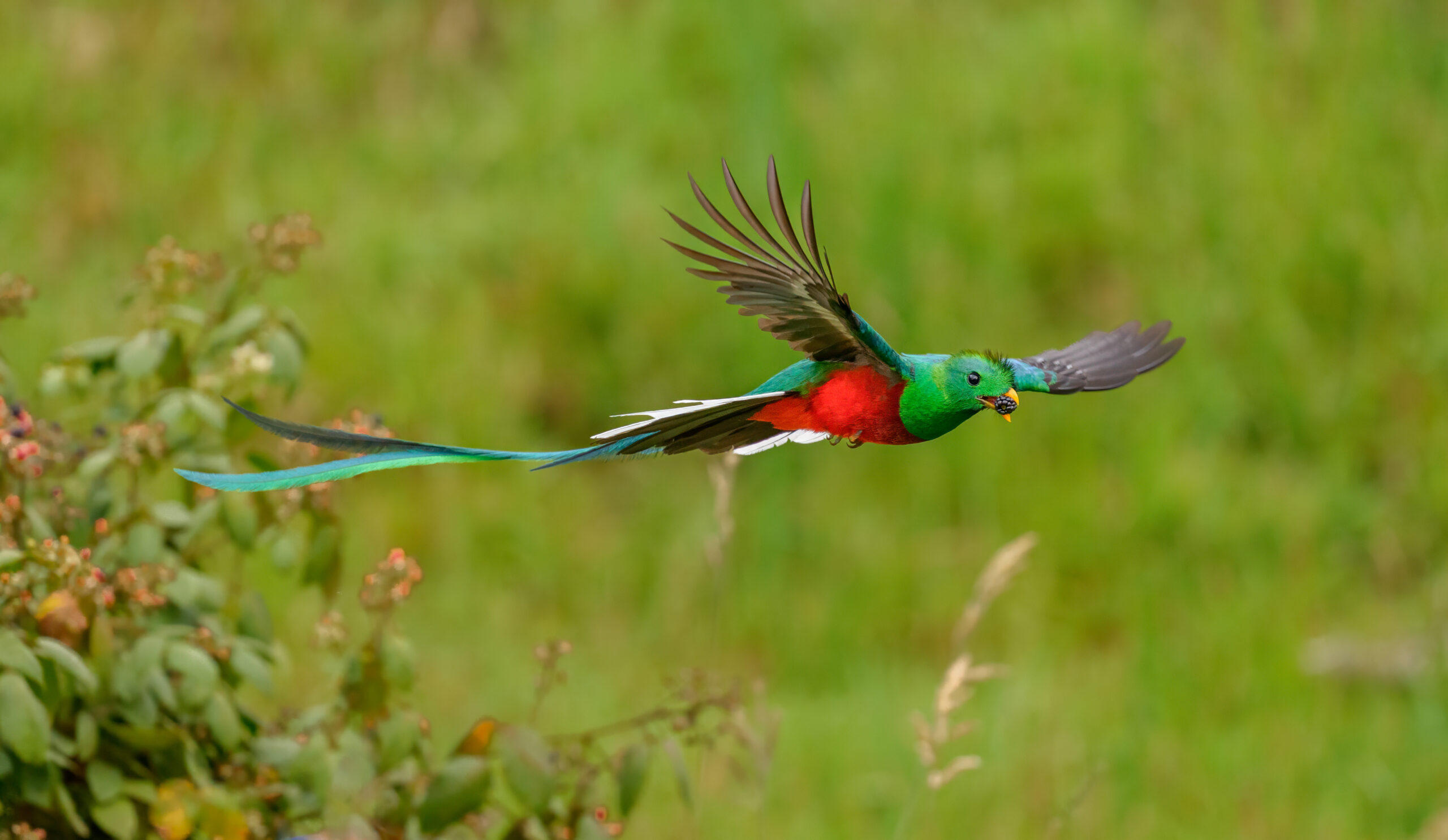Resplendent Quetzal