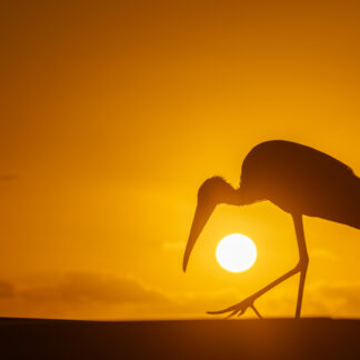 Woodstork