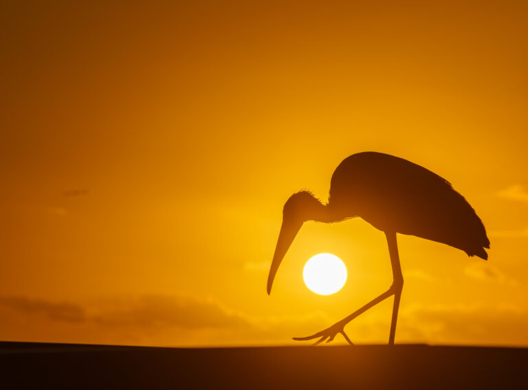Woodstork