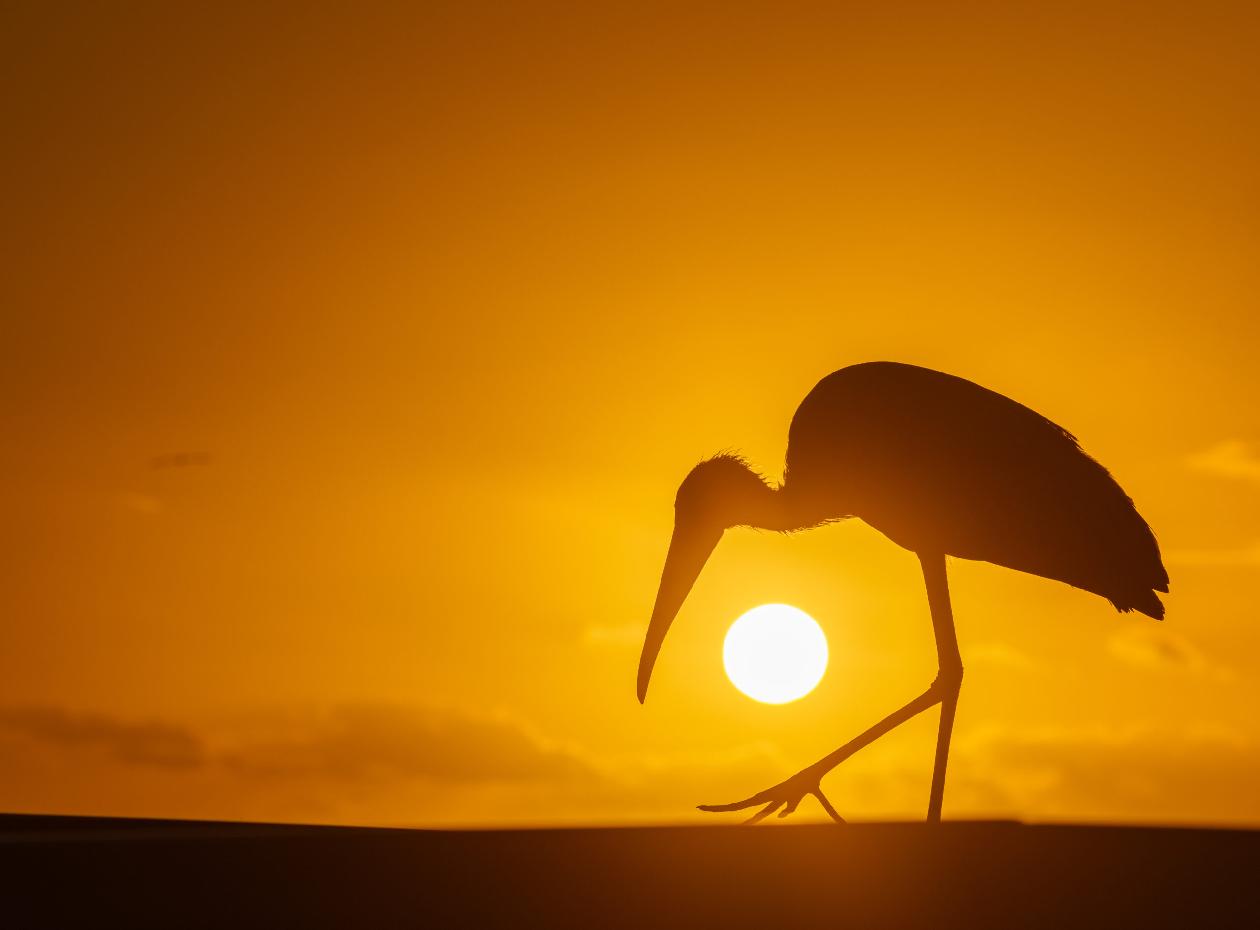 Woodstork