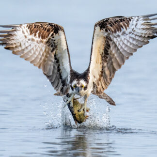 Osprey