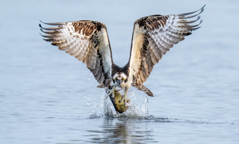 Osprey