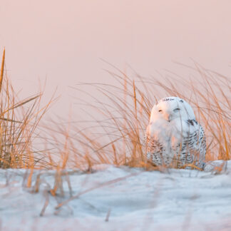 Snowy Owl