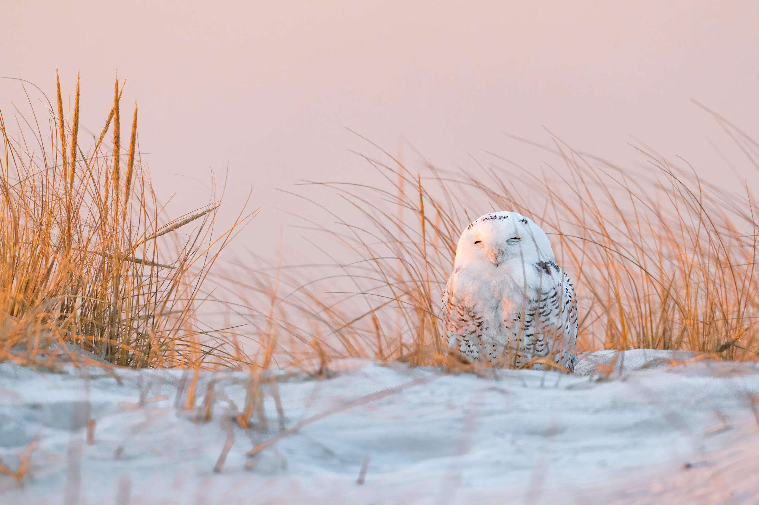 Snowy Owl