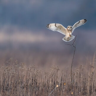 Short Eared Owl