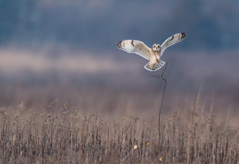 Short Eared Owl