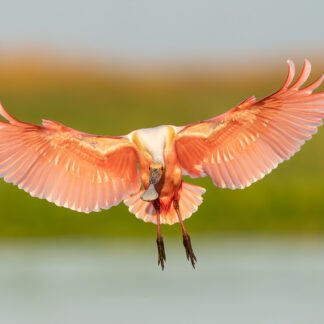 Roseate Spoonbill