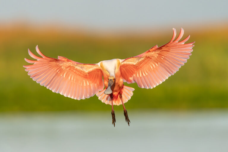 Roseate Spoonbill
