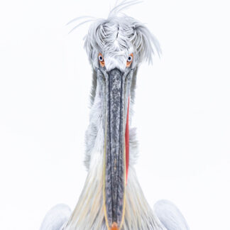 Dalmatian Pelican