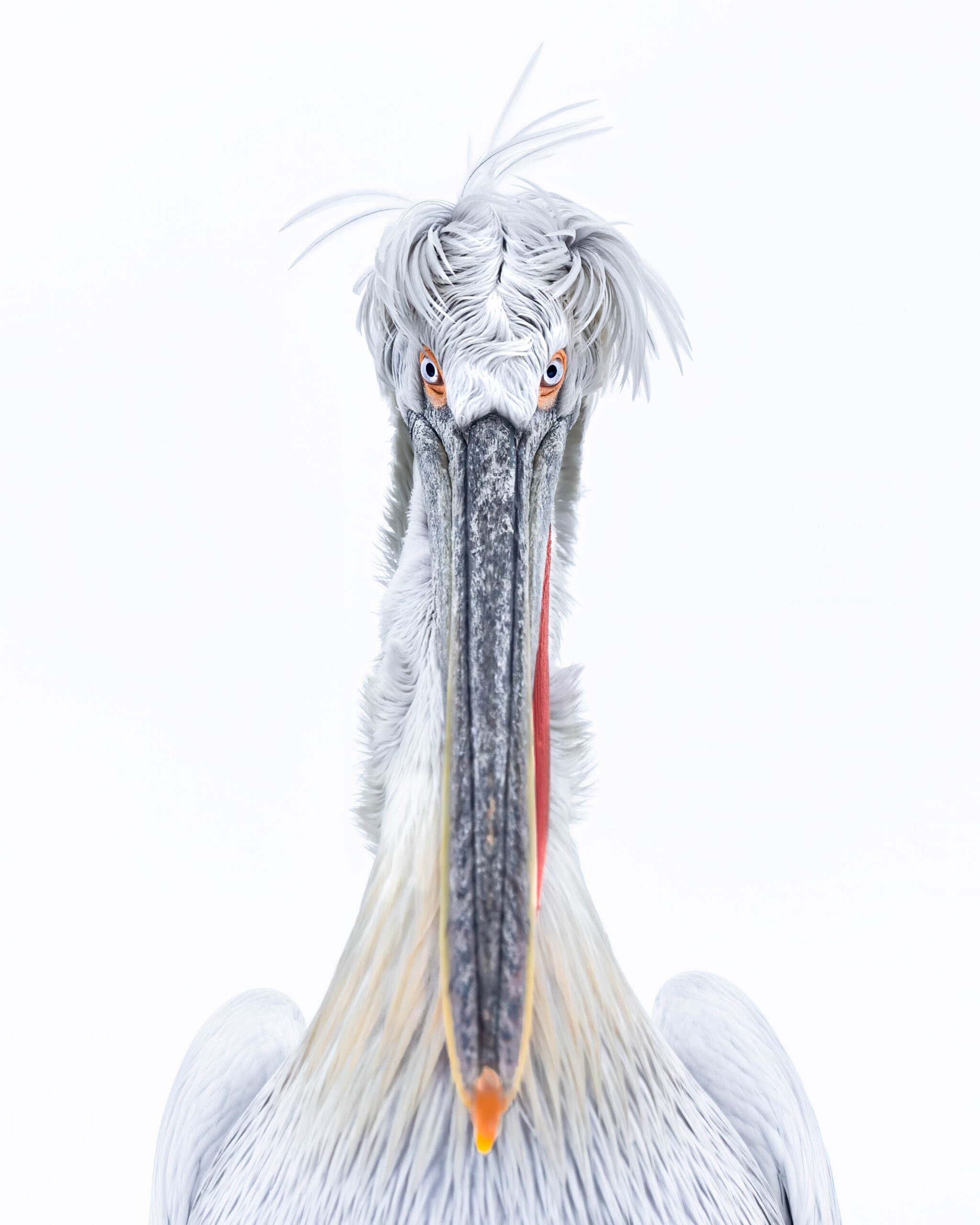 Dalmatian Pelican