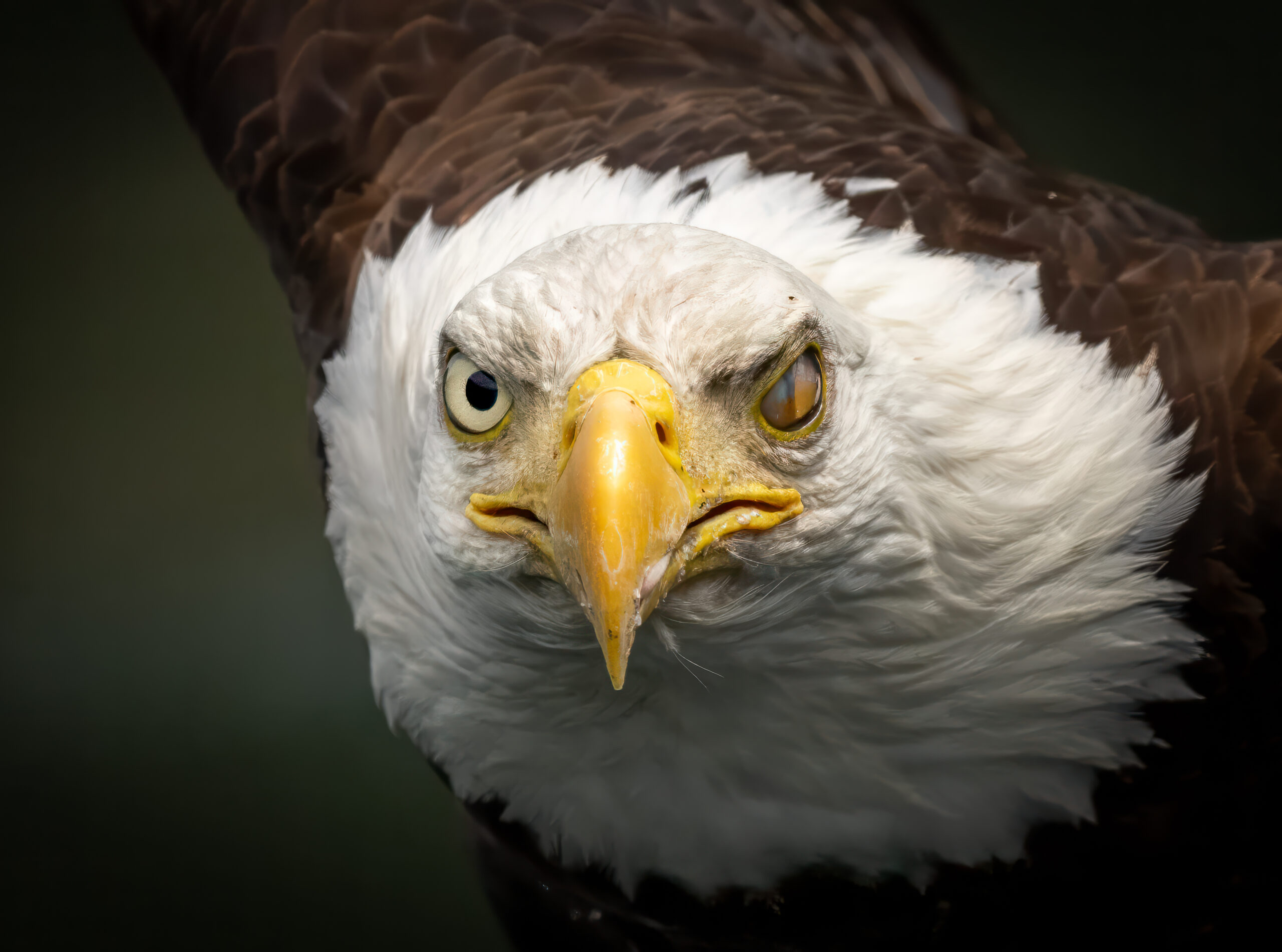 Bald Eagle