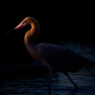 Reddish Egret