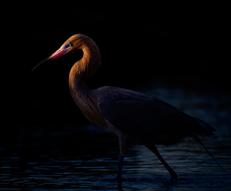 Reddish Egret